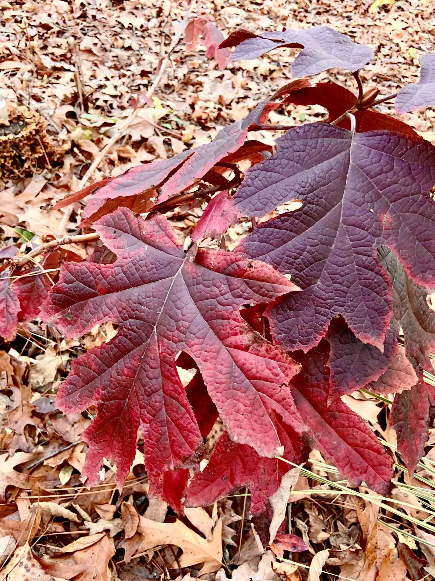 Oakleaf hortensia om høsten