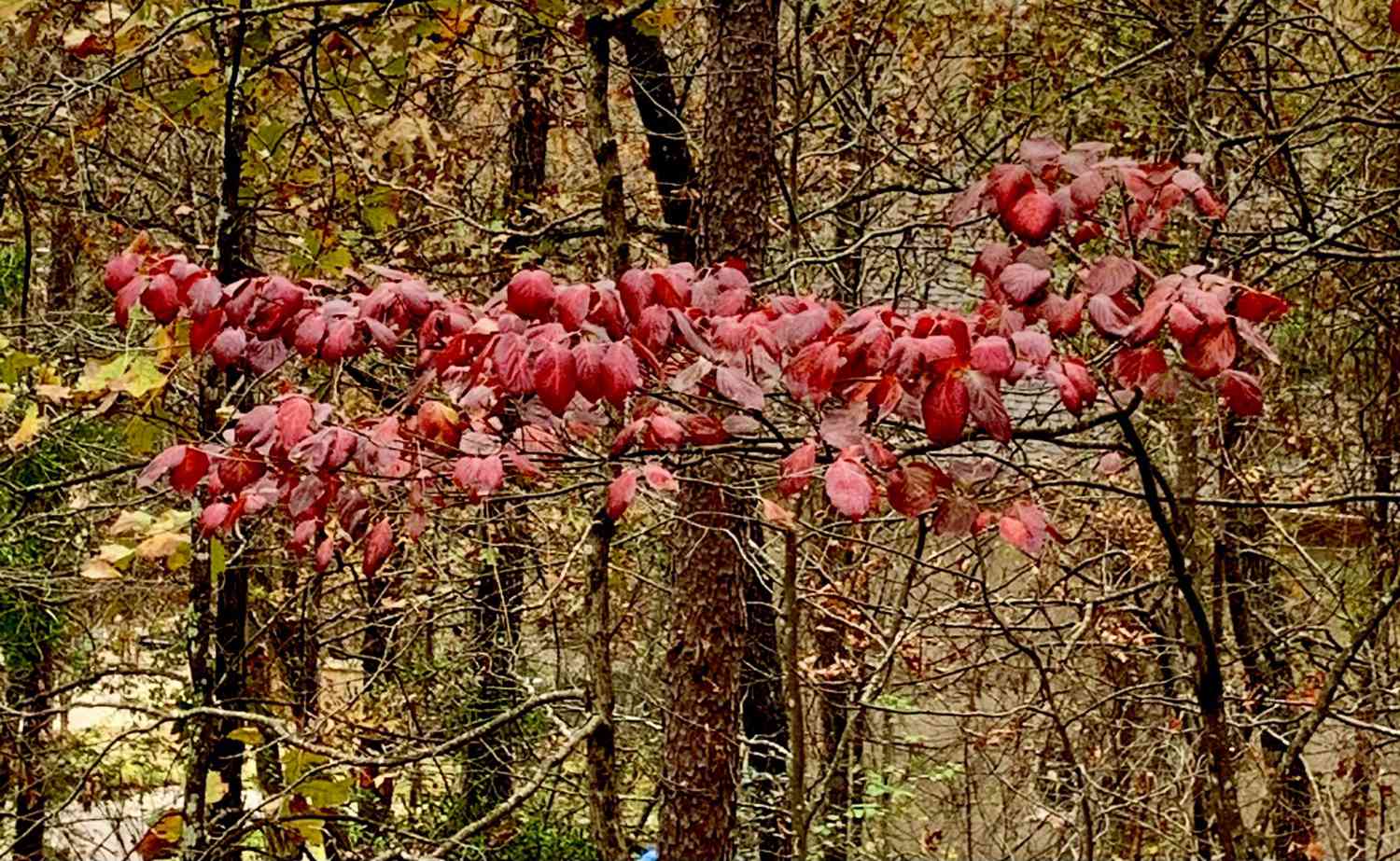 Blomstrende Dogwood-tre om høsten