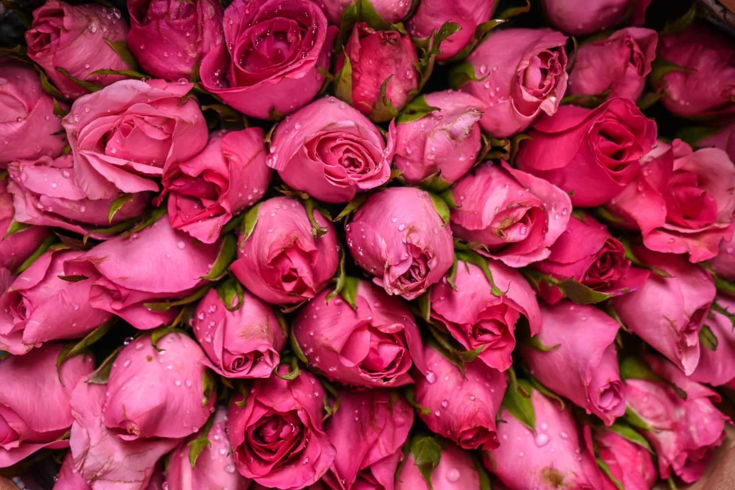Gruppe med mørke rosa roser