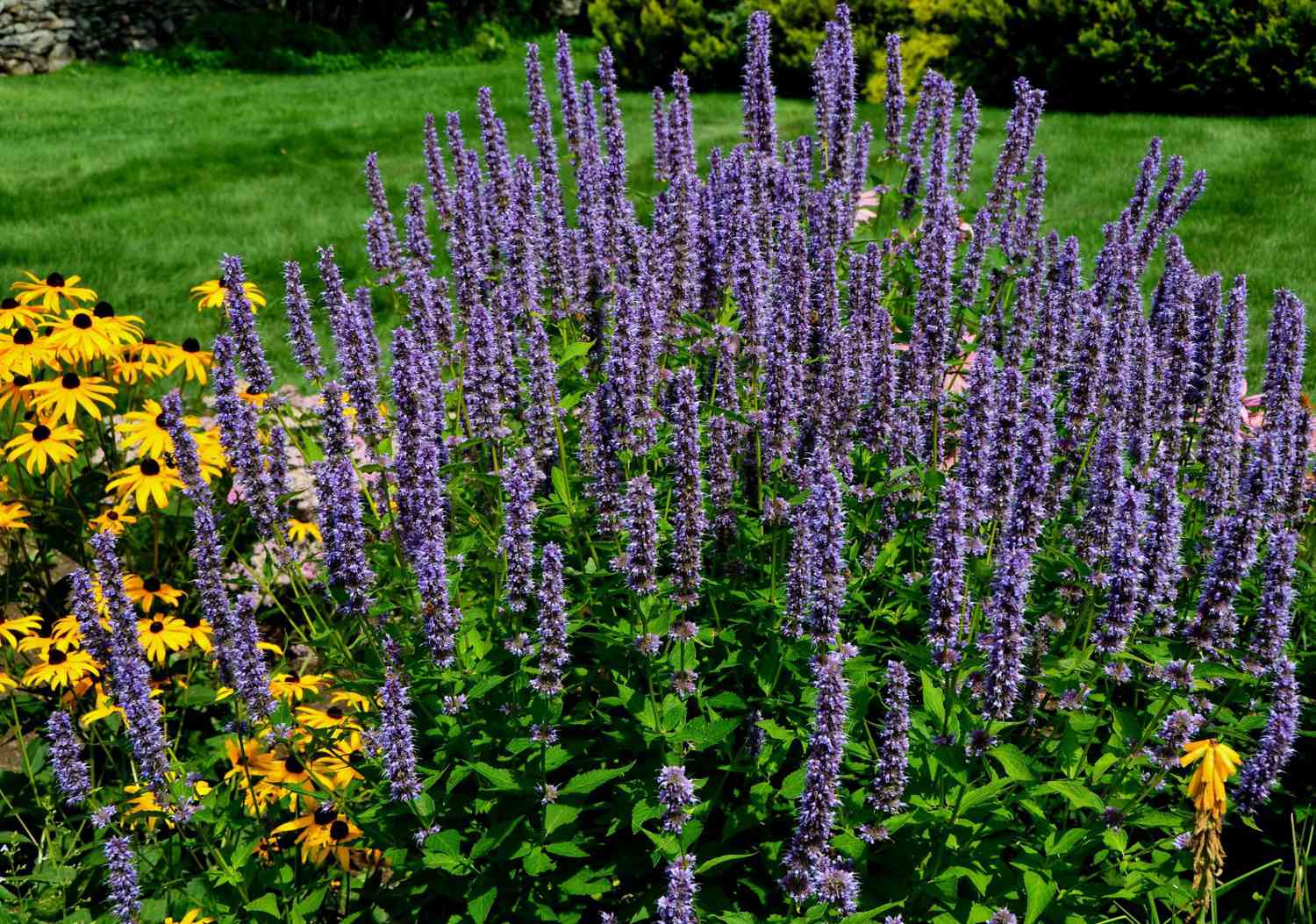 Anise Hyssop