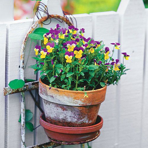 Heirloom Viola Container