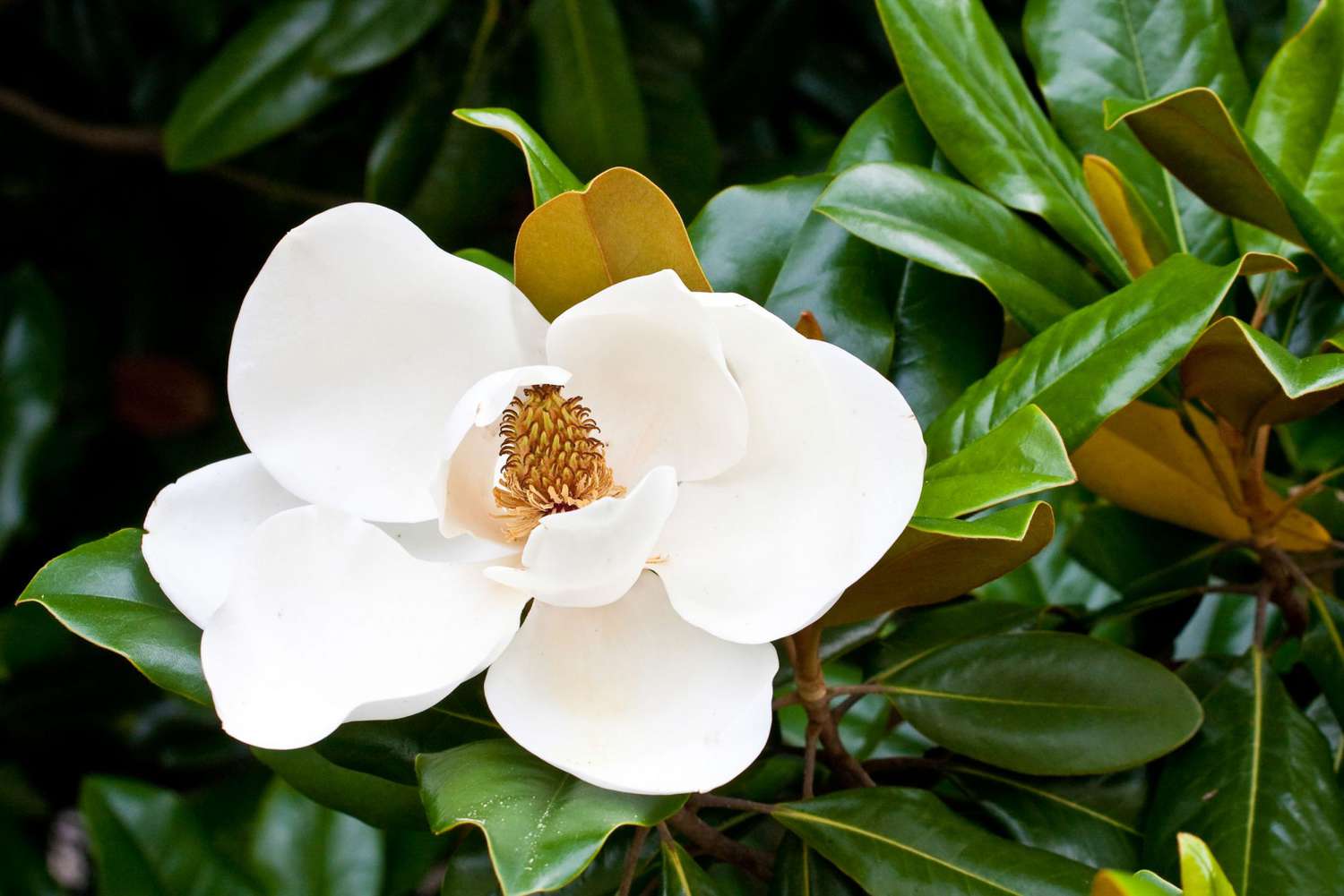 Sørlig Magnolia-blomst på gren