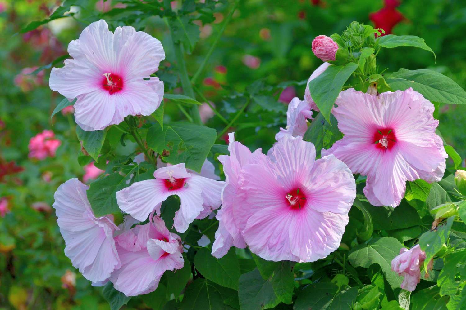 Hibiscus moscheutos, commonly known as hardy hibiscus, swamp mallow or rose mallow