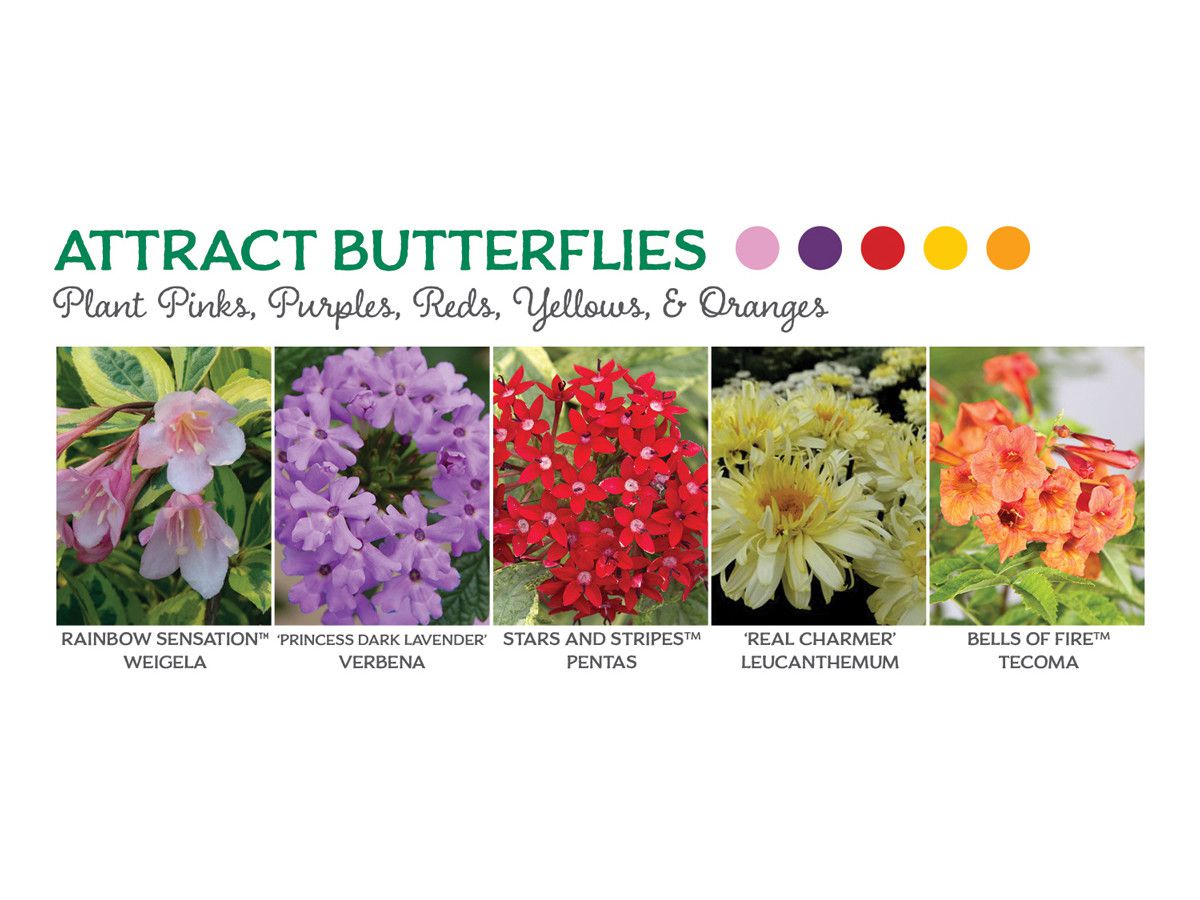 Blomster som tiltrekker seg sommerfugler