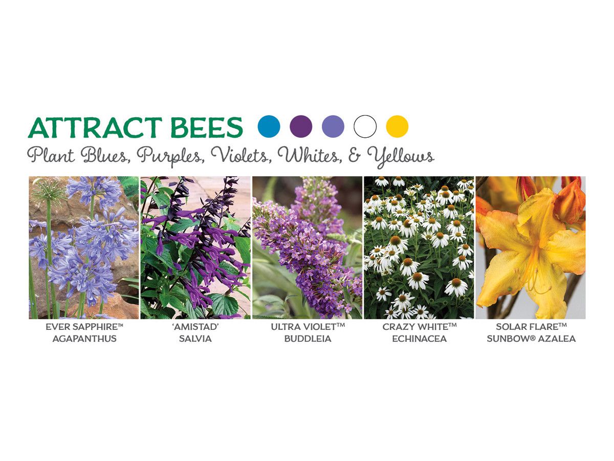 Blomster som tiltrekker bier