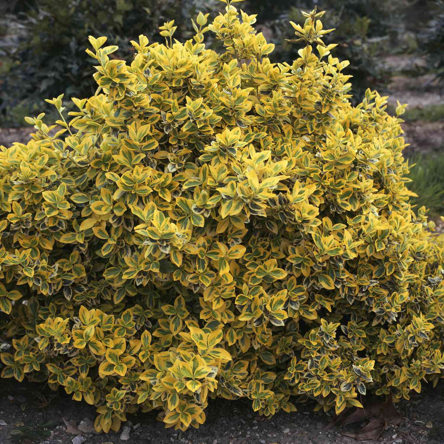 Gylden Euonymus