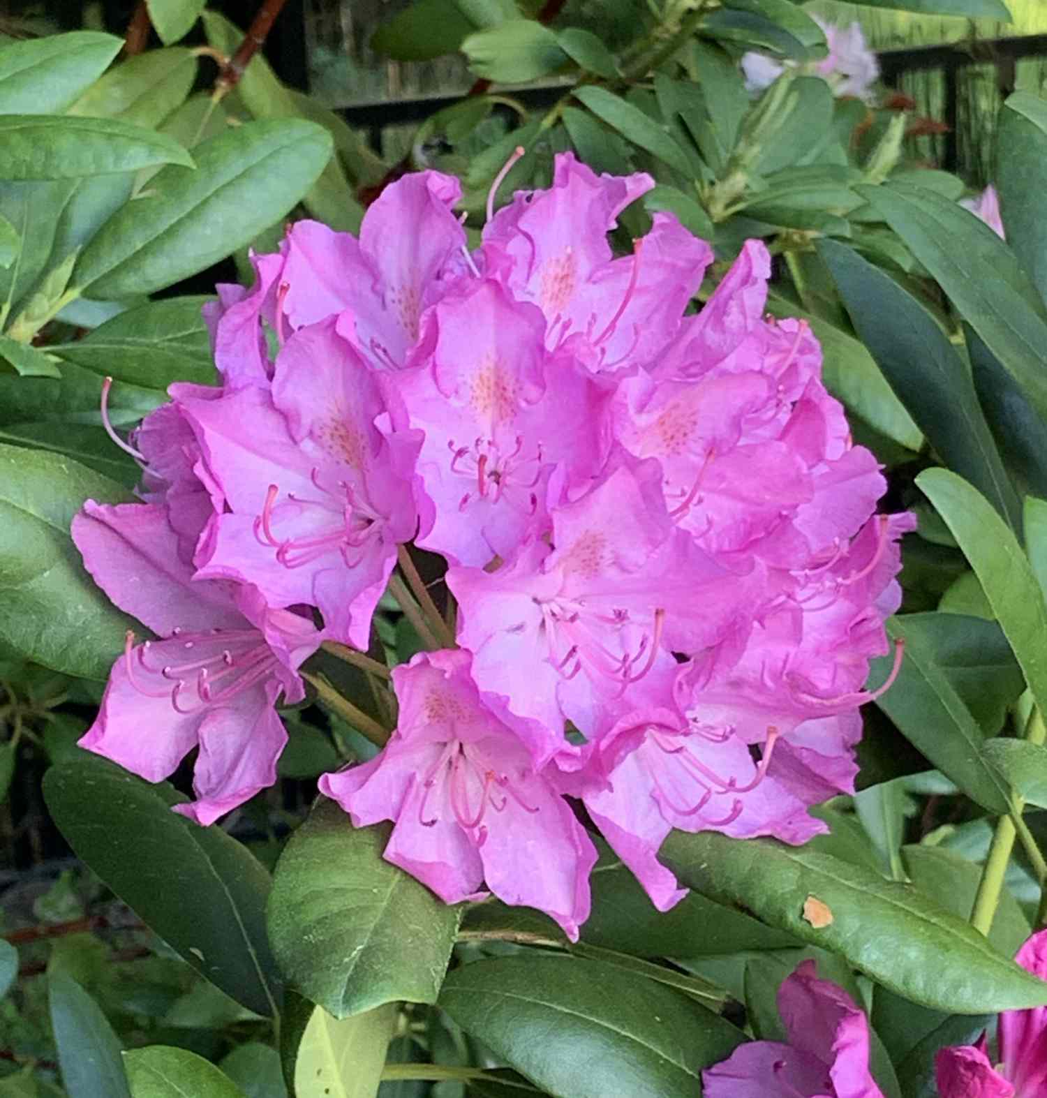 Stor rosa Rhododendron