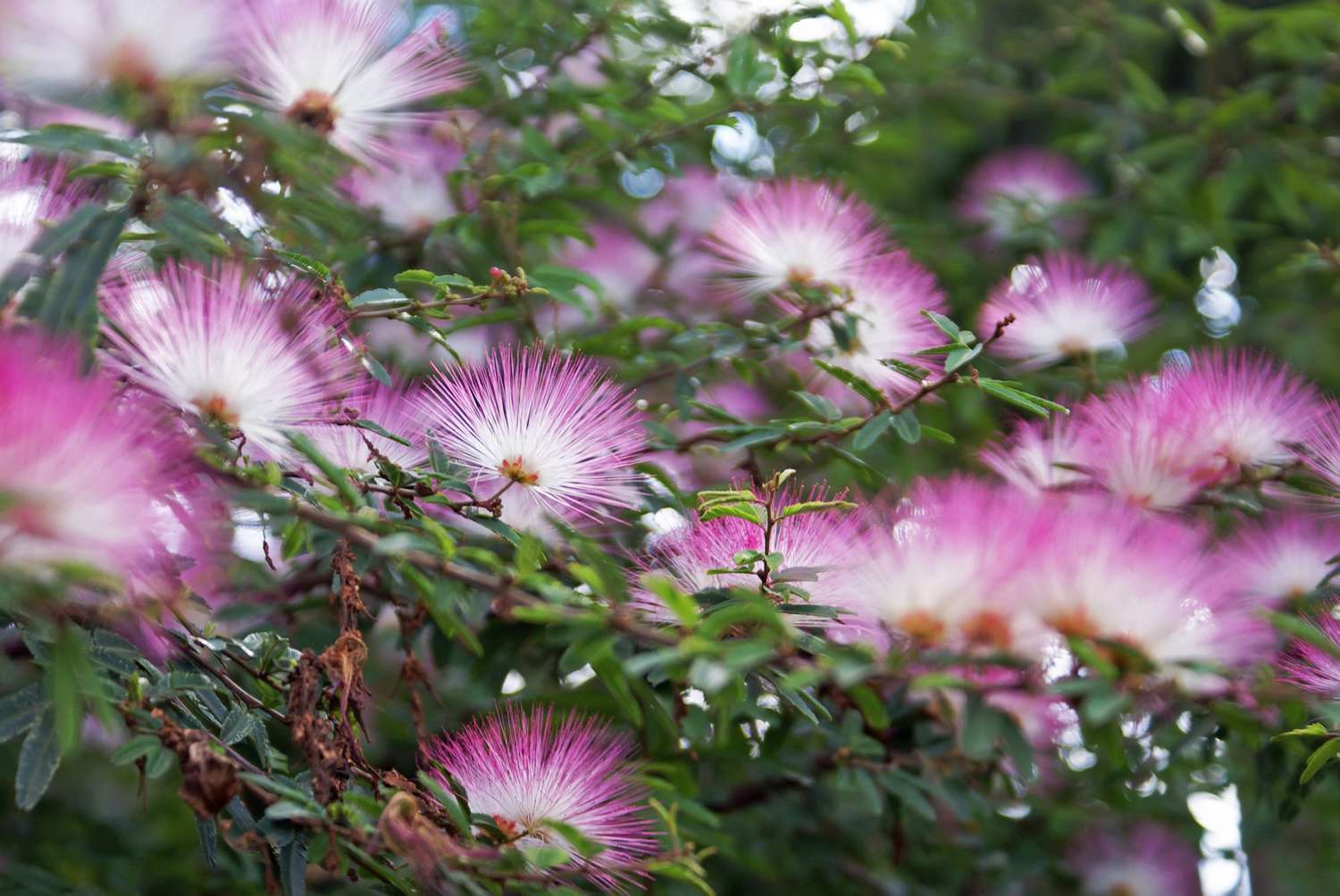 Mimosa Tree