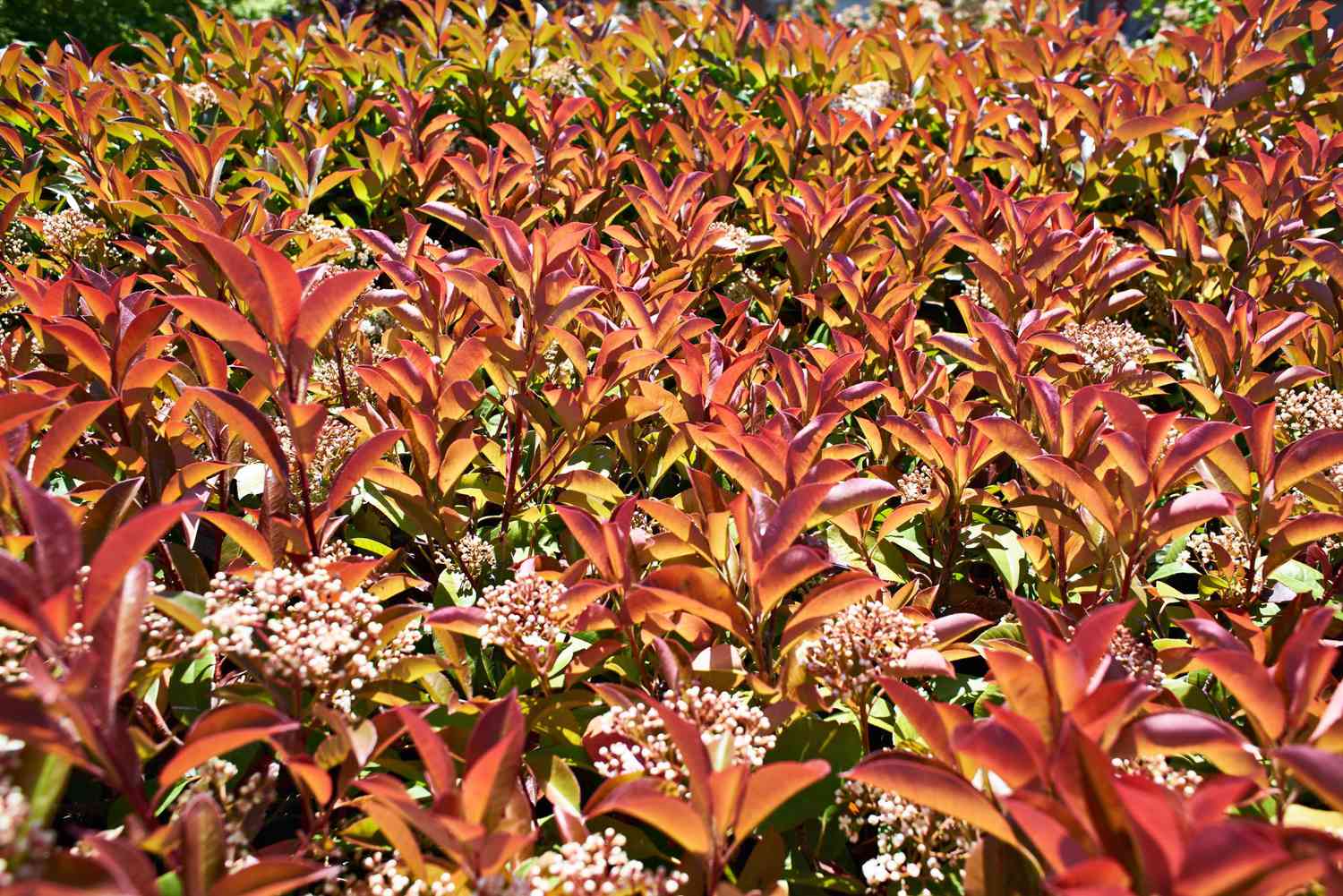 Red Tip Photinia