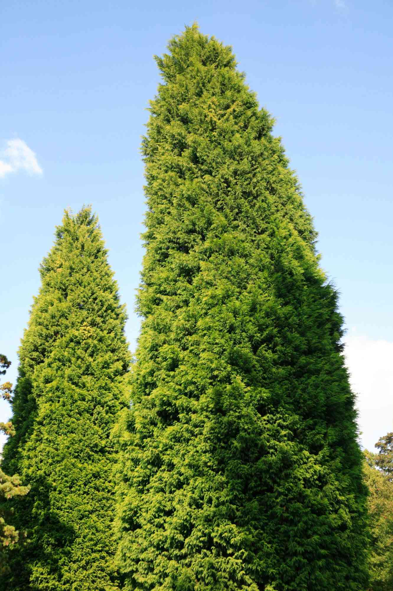 Leyland Cypress