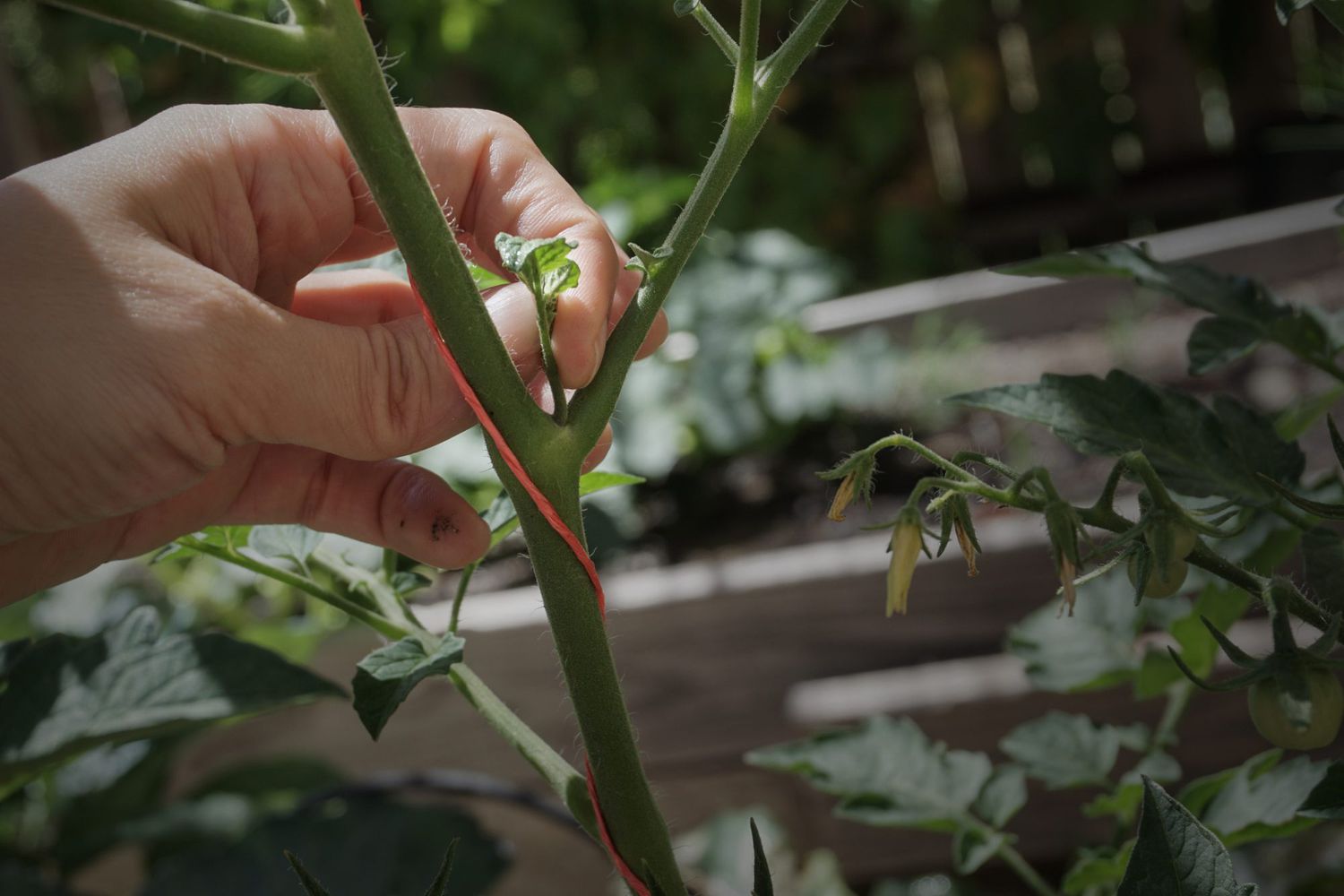 Beskjær en tomatplante