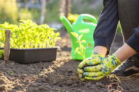 Gardening and Planting with Gloves on 