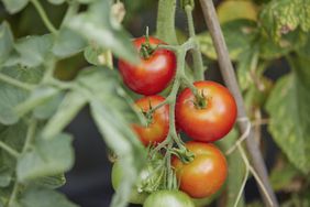 tomato plant