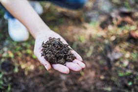 Hand Holding Soil