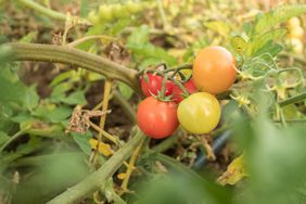 Tomatoes with Yellow Leaves