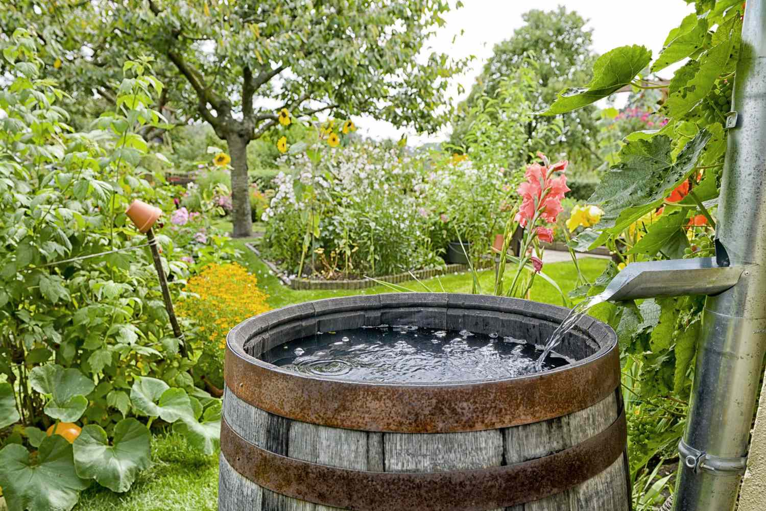 rain water in garden