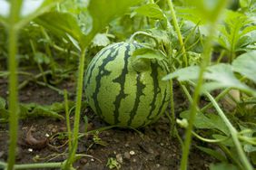 Watermelon growing on Vine