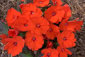 Sunpatiens 'Electric Orange'