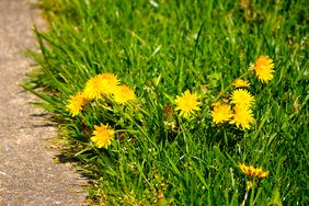 Dandelions in Grass