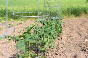 Tomato Plants in Cages