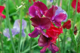 Sweet peas cottage garden