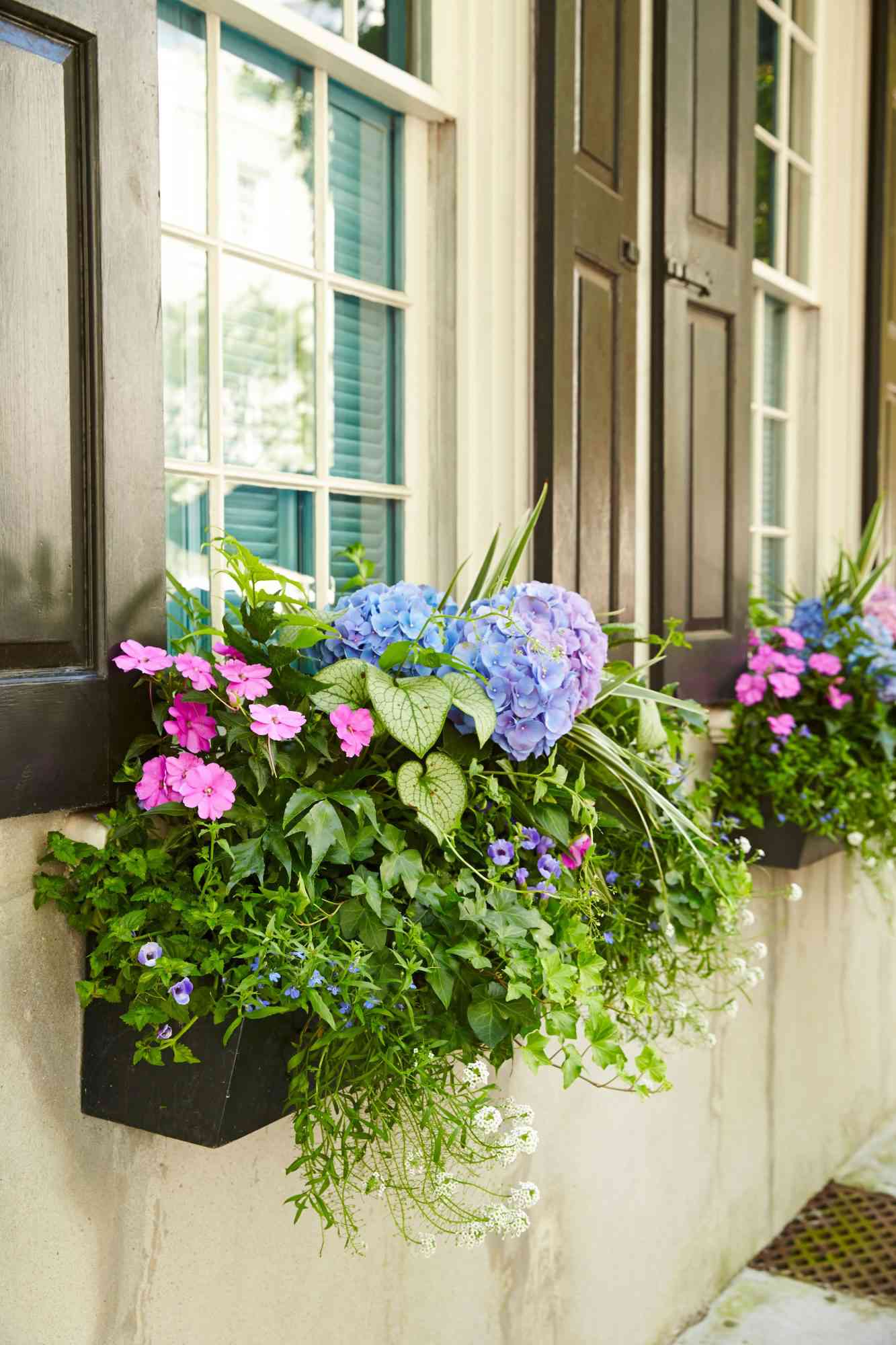 Charleston vindusbokser med hortensia