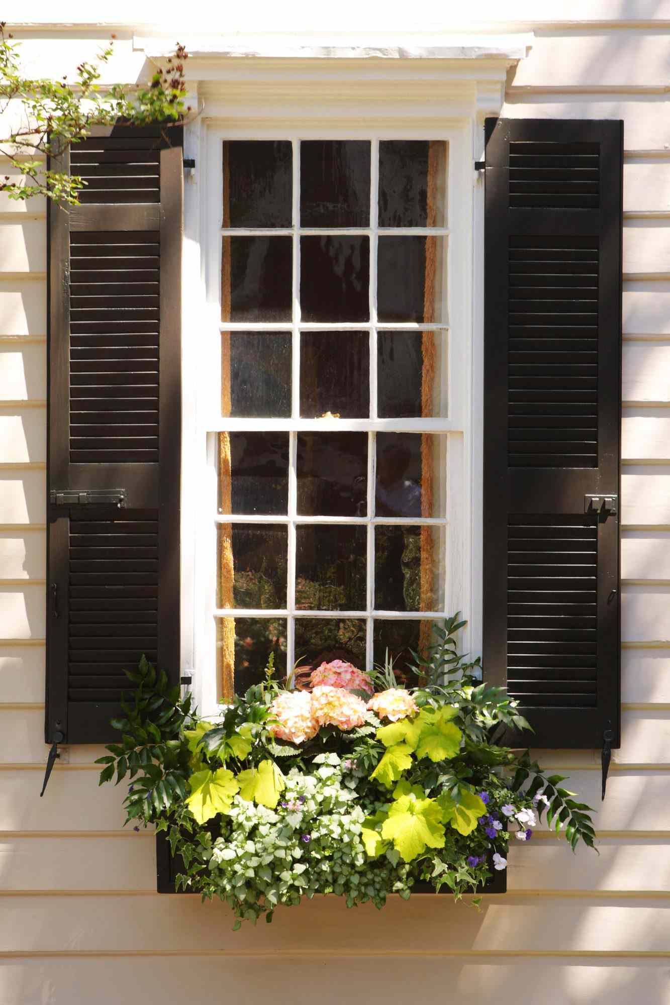 Vinduer med sorte skodder og Hortensia- og Ivy-vindusbokser