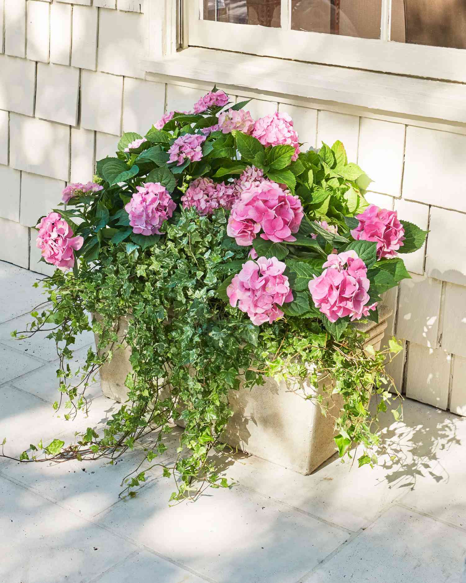 Rosa fransk hortensia i beholder med engelsk eføy