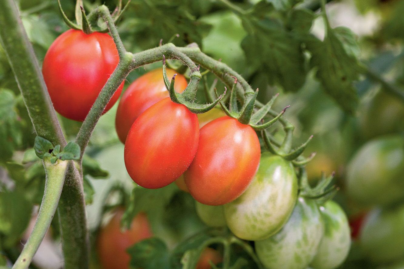 Hvordan Beskjære Tomatplanter Hagearbeider 