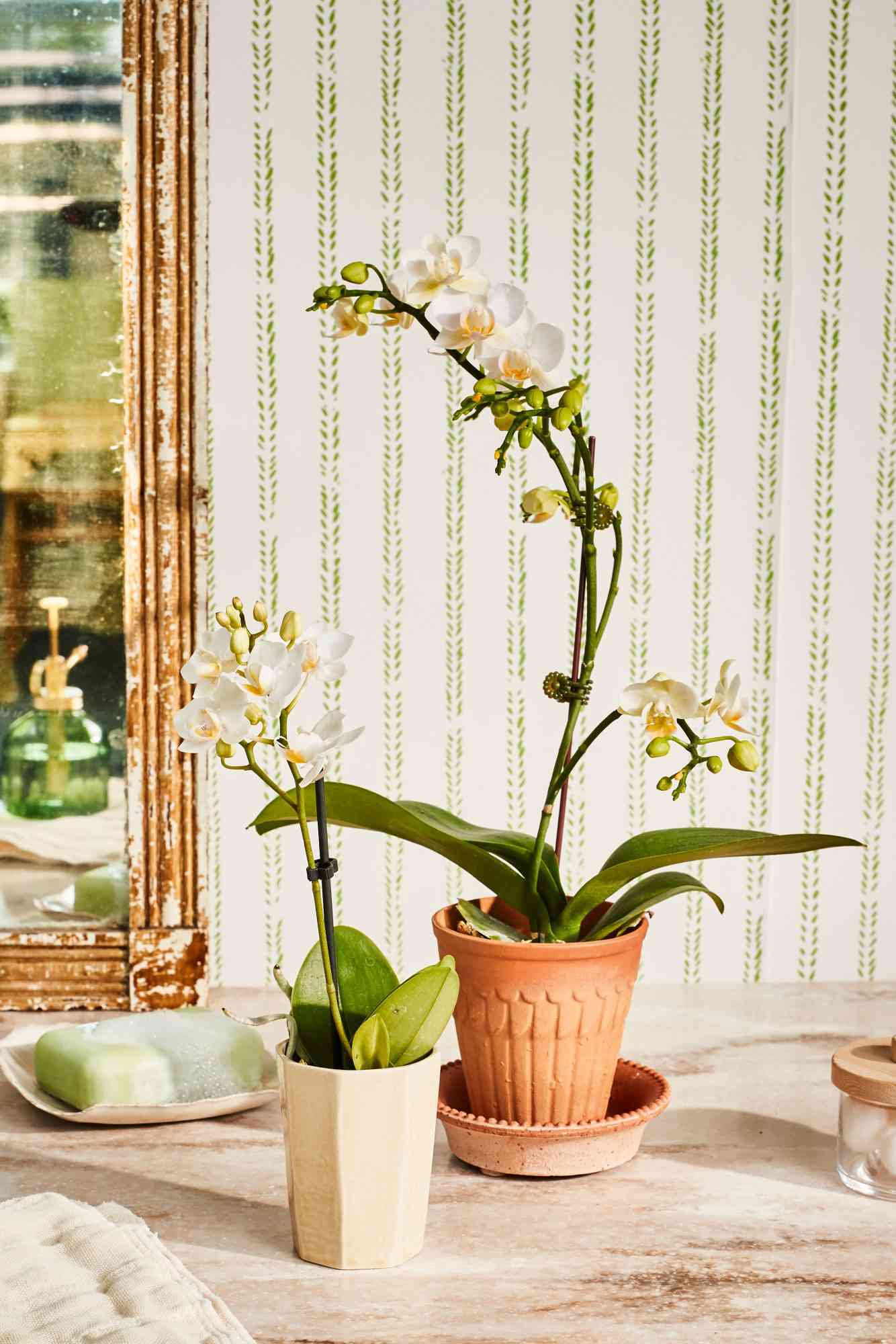 Orkideer i potte