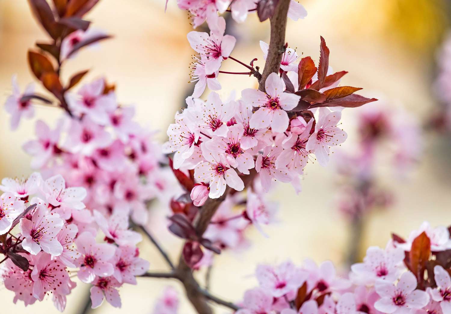Purple Leafed Plum Branch with Light Pink Flowers