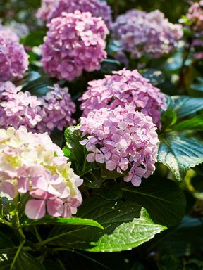 Purple Hydrangea Blooms in Pamela Scurry's Garden