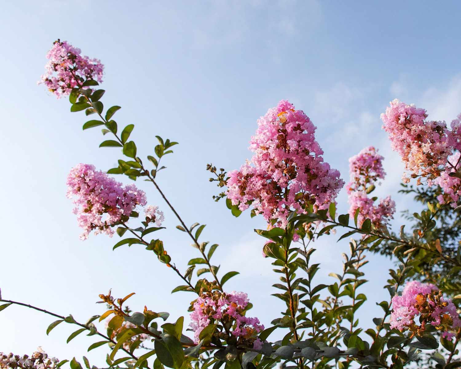Crepe Myrtle Branches with Pink Flowers Against Blue Sky