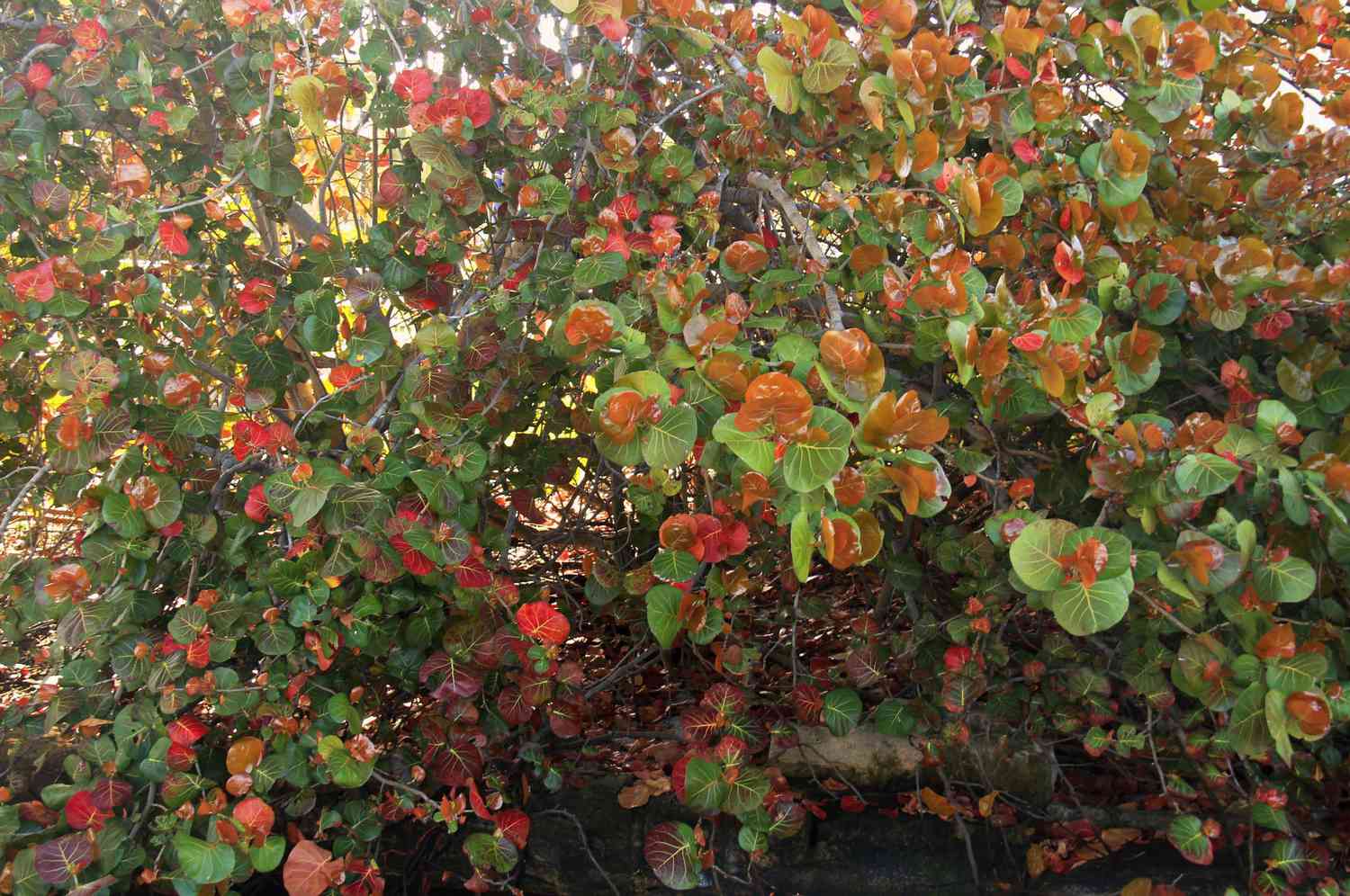 Sea Grape Leaves Green and Orange