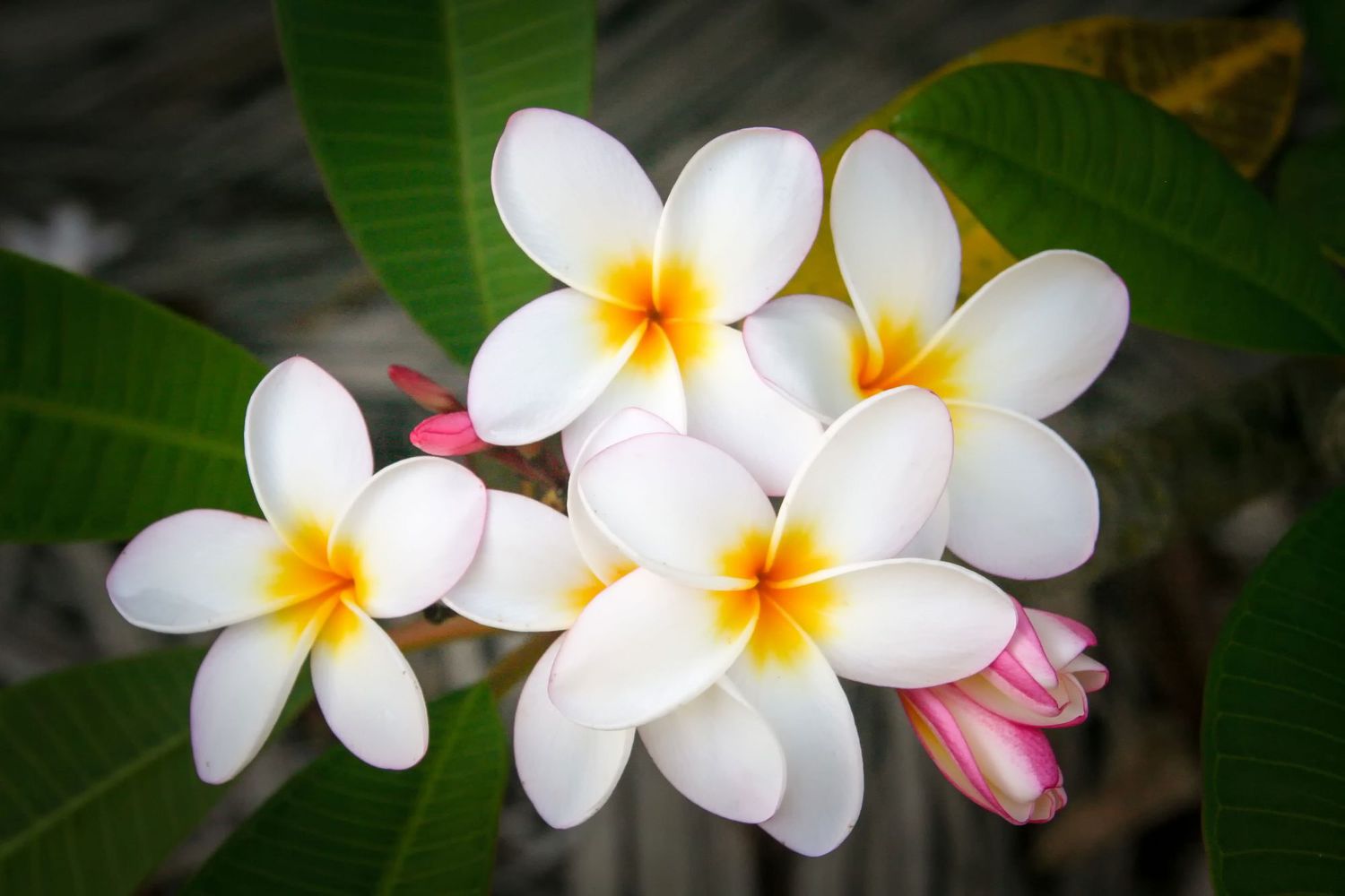 Frangipani Flowers