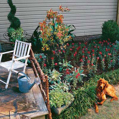 garden border with red flowers, monkey grass, and boxwood bushes in the back with an Irish setter dog sitting in the front