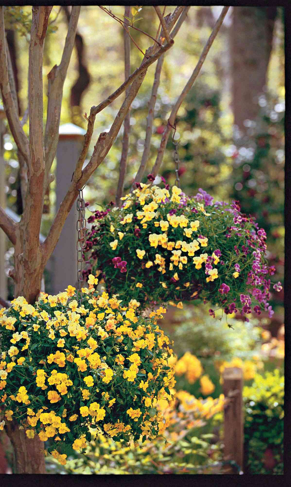 Balls of Blooms