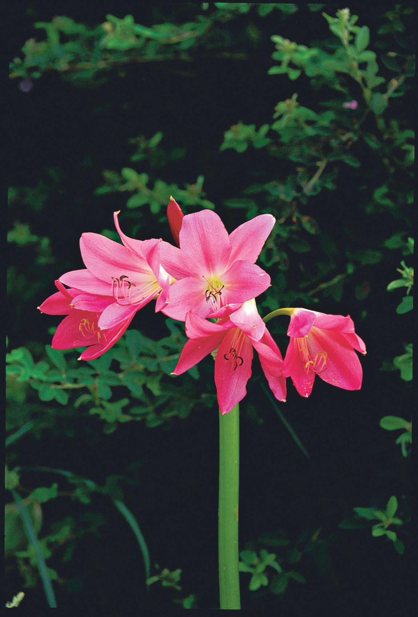 Crinum