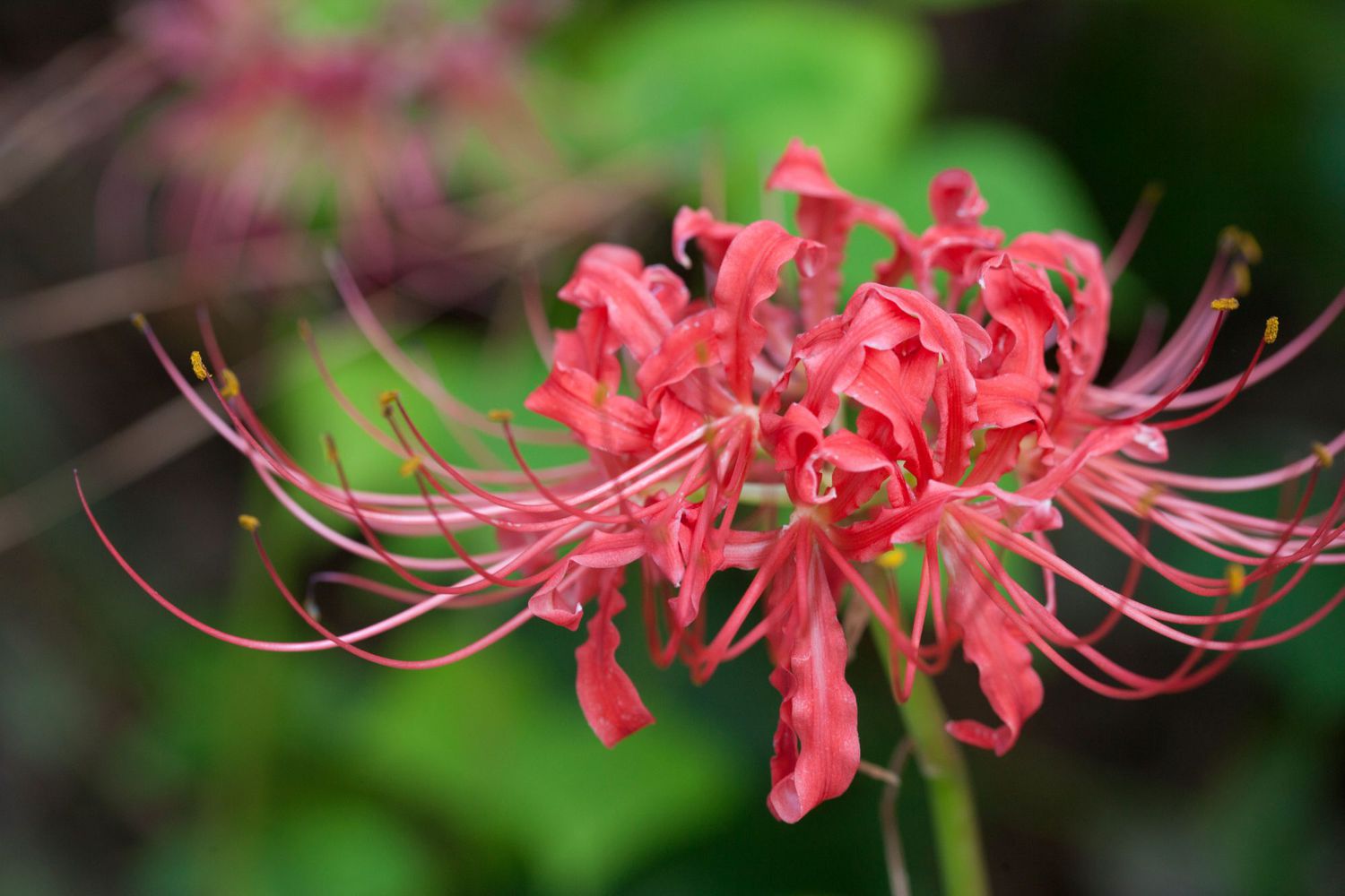 Spider Lily