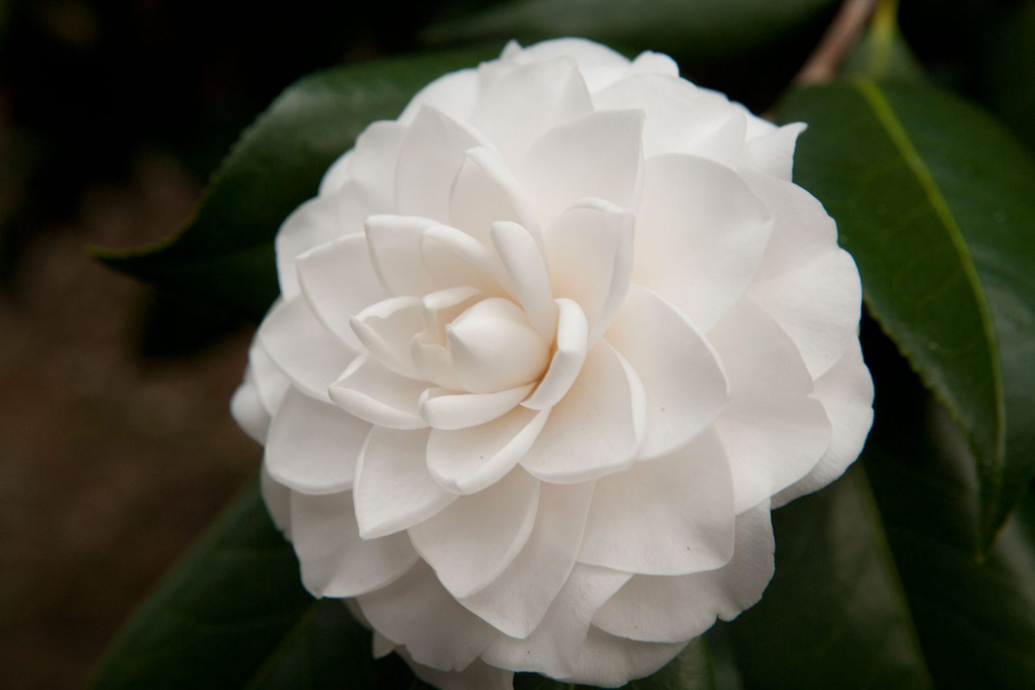 Camellias