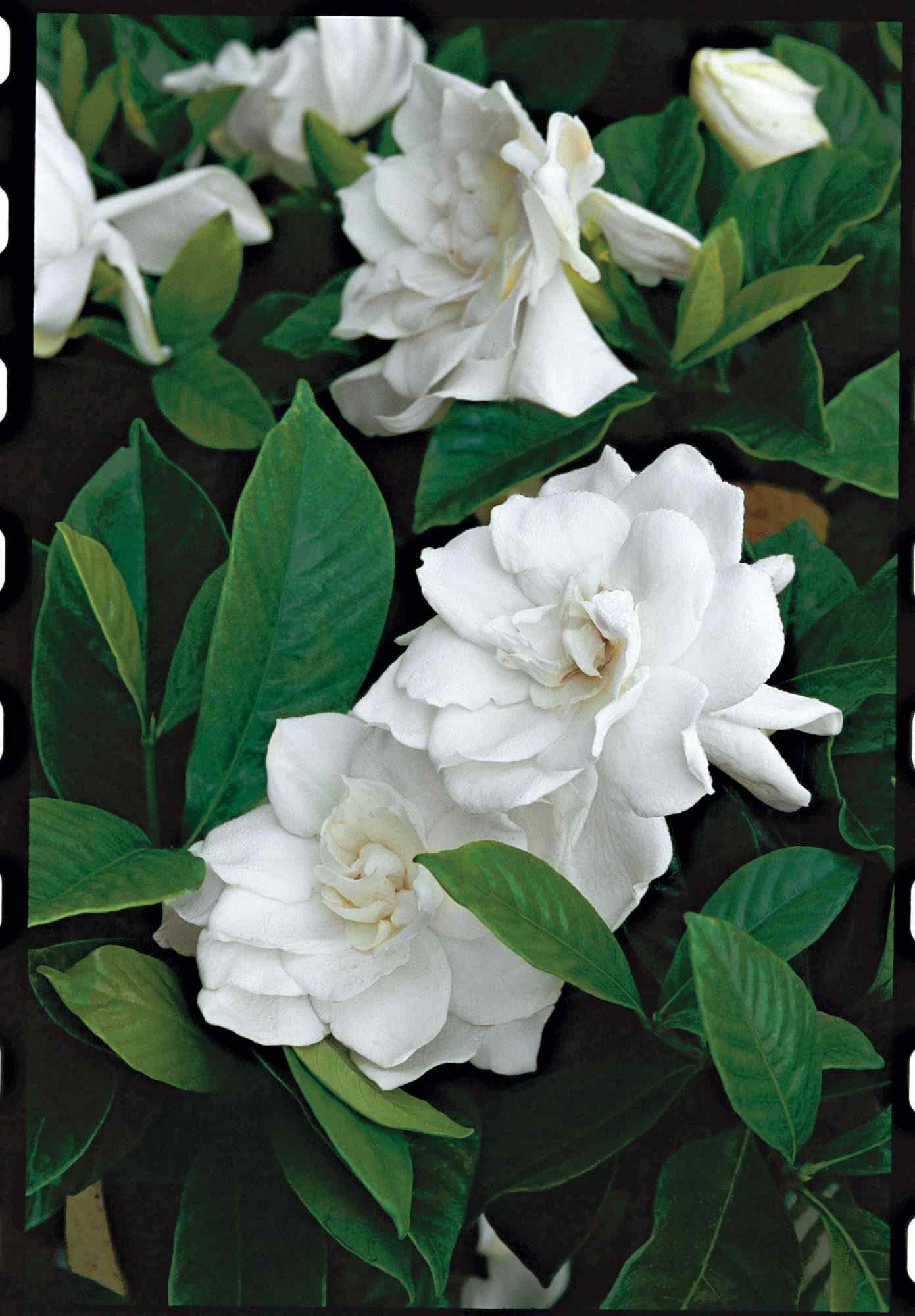 Gardenias