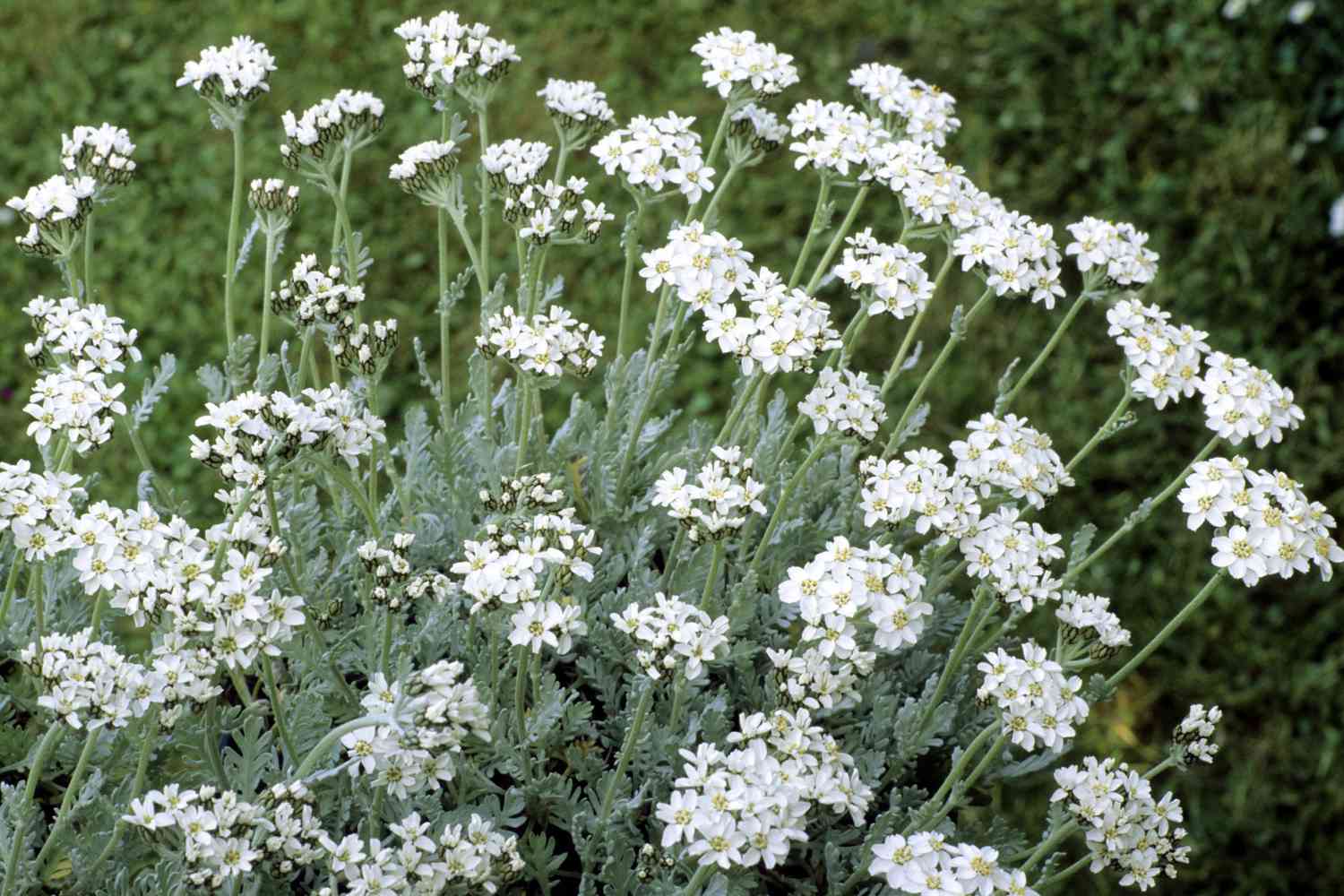 Yarrow