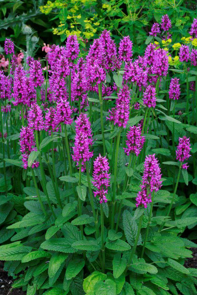 Stachys Officinalis 