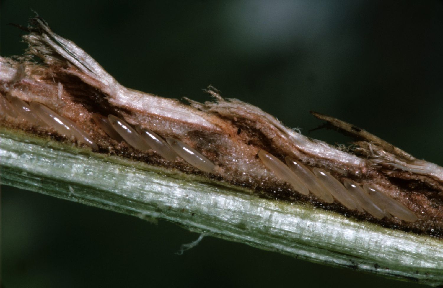 Cicada egg-slits