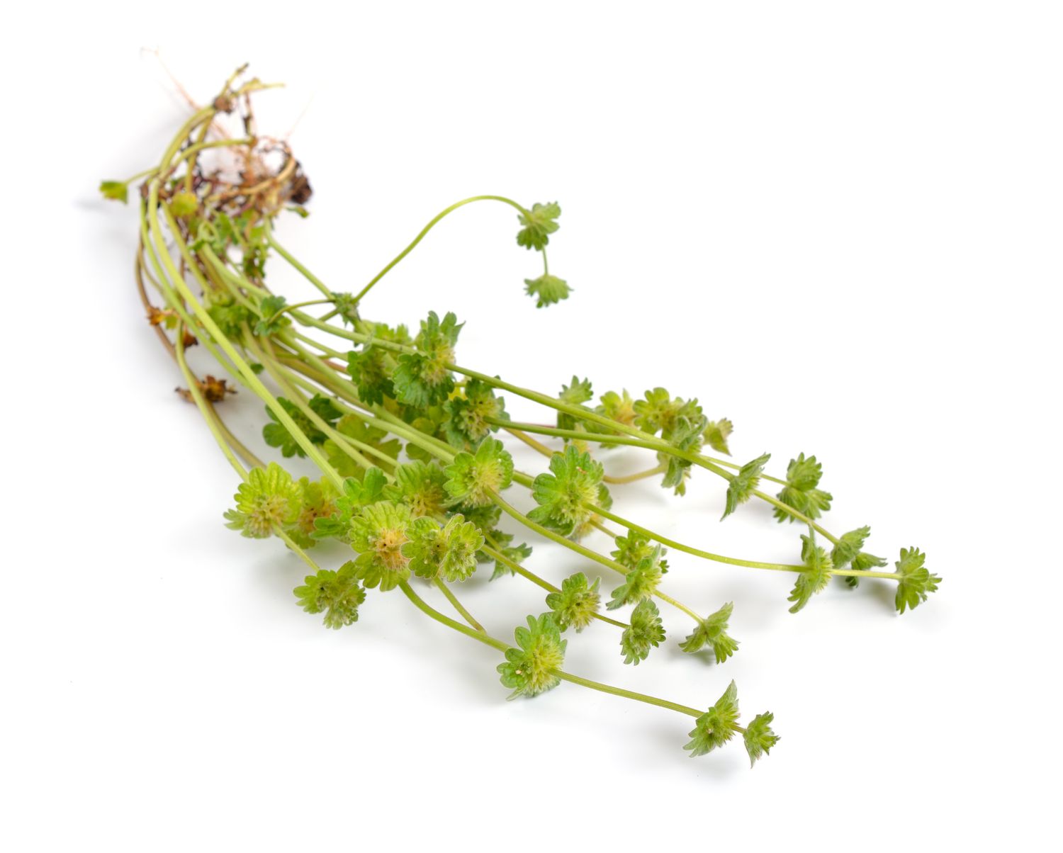 Lamium amplexicaule, commonly known as henbit dead-nettle, henbit or greater henbit