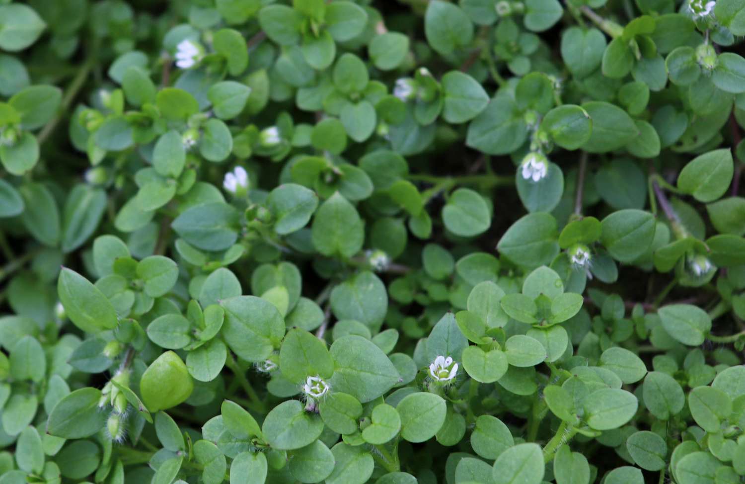 Chickweed, Stellaria media.