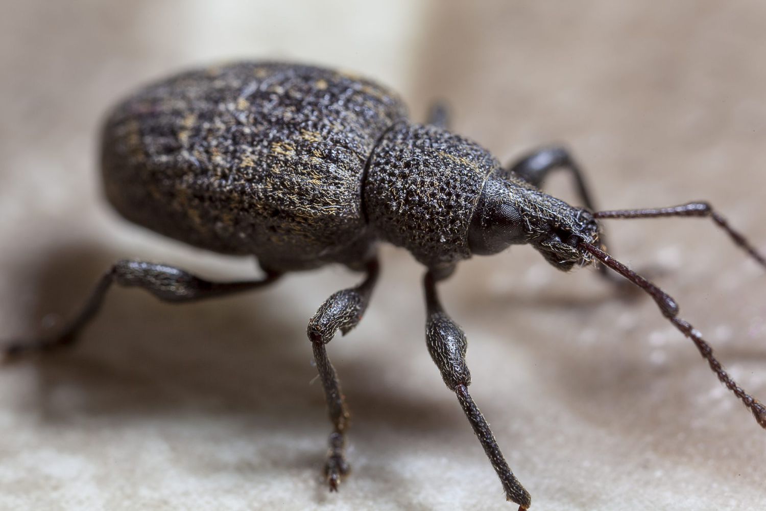 Weevil