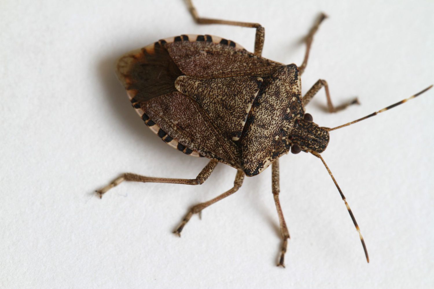 Stink Bug