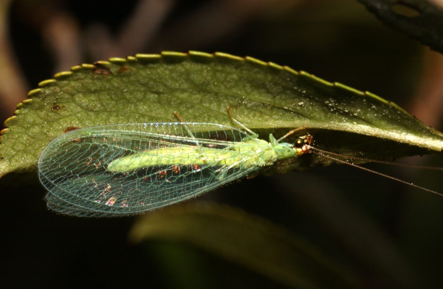 Lacewing