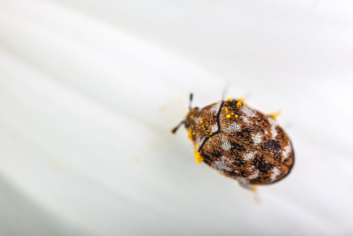 Carpet Beetle